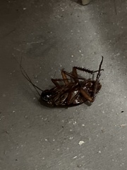 Periplaneta fuliginosa