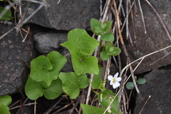Viola canadensis