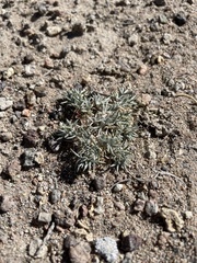 Astragalus kentrophyta