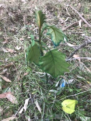 Solanum chrysotrichum