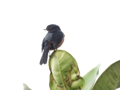 Diglossa brunneiventris