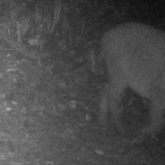 Sus scrofa leucomystax