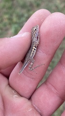 Holbrookia propinqua