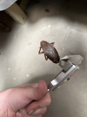 Periplaneta fuliginosa