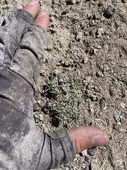 Astragalus kentrophyta