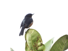 Diglossa brunneiventris