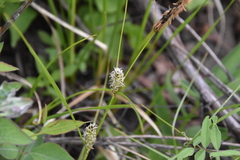 Carex pellita