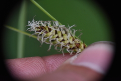 Carex pellita
