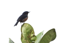 Diglossa brunneiventris