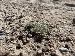 Astragalus kentrophyta