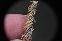 Carex pellita