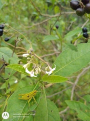 Solanum aligerum