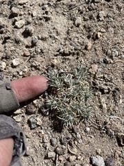 Astragalus kentrophyta