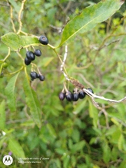 Solanum aligerum