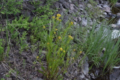 Barbarea