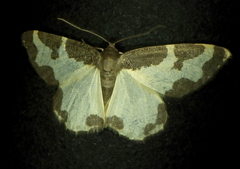 Lomaspilis marginata