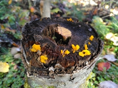 Dacrymyces chrysospermus