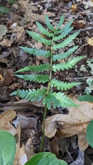 Dryopteris