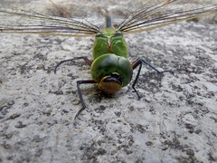Anax guttatus