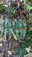 Dryopteris