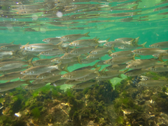 Aldrichetta forsteri