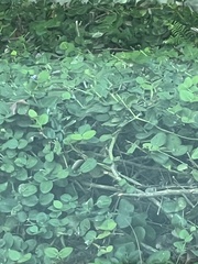 Hydrocotyle verticillata