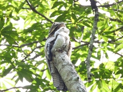 Nyctibius griseus