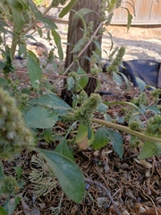 Amaranthus powellii