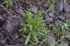 Erigeron philadelphicus