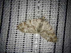 Trichopteryx fastuosa