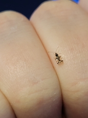 Stephanitis pyrioides