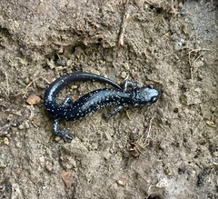 Plethodon mississippi