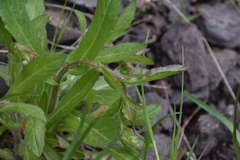 Erigeron philadelphicus