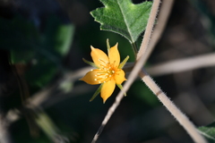 Mentzelia oligosperma