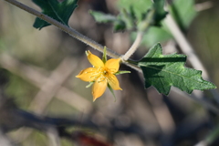 Mentzelia oligosperma