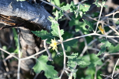 Mentzelia oligosperma