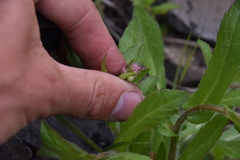 Erigeron philadelphicus