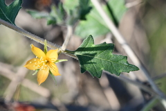 Mentzelia oligosperma