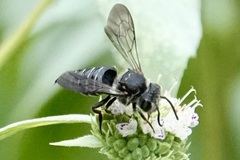 Coelioxys sayi