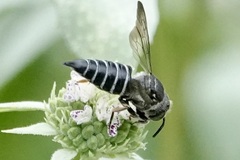 Coelioxys sayi