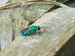 Chrysis smaragdula