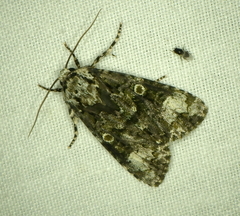 Craniophora ligustri
