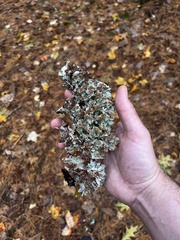 Platismatia tuckermanii