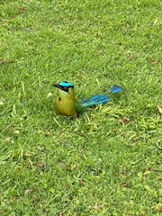 Momotus aequatorialis