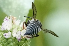 Coelioxys sayi