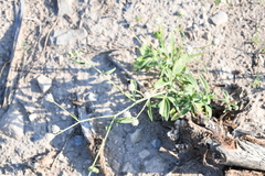 Florestina tripteris