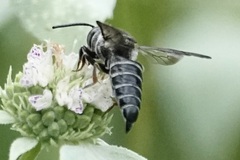 Coelioxys sayi