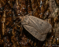 Abagrotis alternata