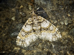 Esakiopteryx volitans