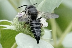 Coelioxys sayi